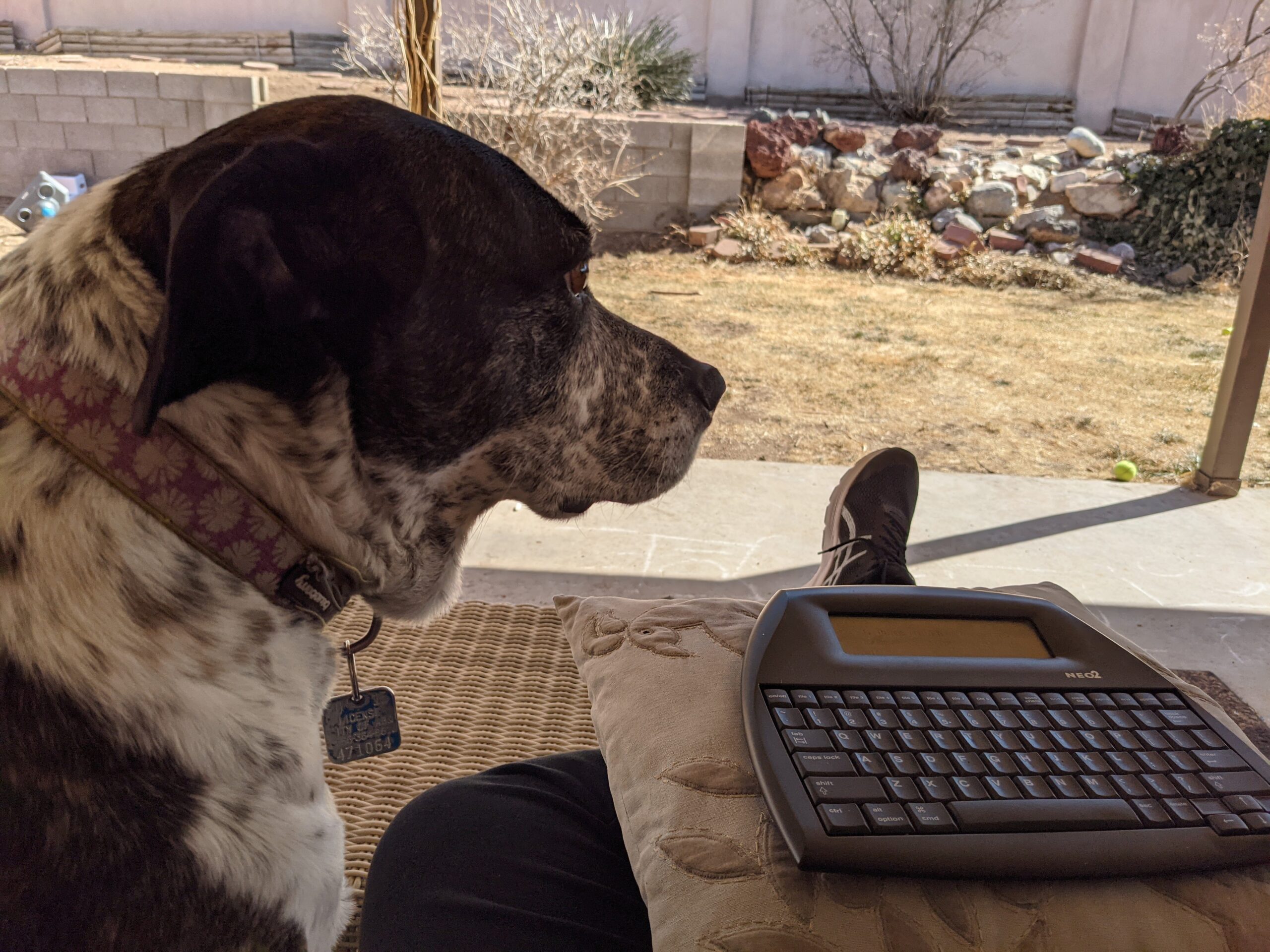 Dulcie on the back patio while I write.